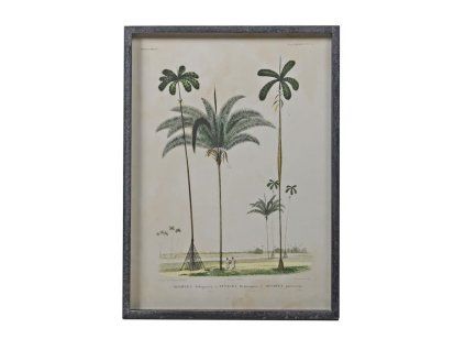 Stylový obraz Palm Tree No1 56x41cm zasklené